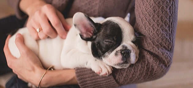 5 Ways You Can Help Save Pets