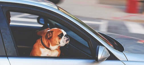 Tips for Traveling with Your Pets