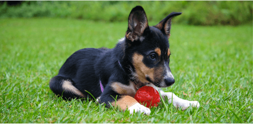 9 Benefits of Enrichment Toys for Pets