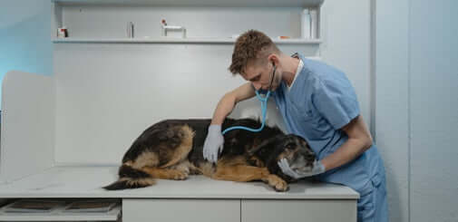 What You Should Know About Pet Insurance