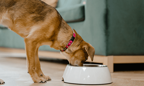 7 Benefits of Gently Cooked Pet Food