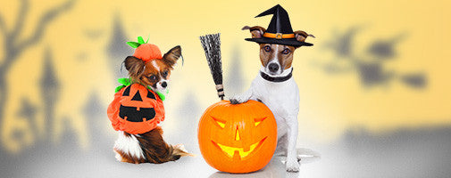 Keeping Pets Safe on Halloween