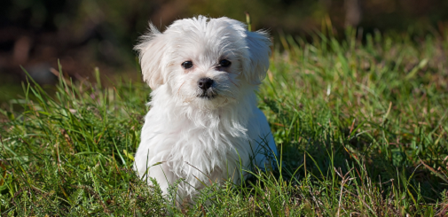 6 Benefits of Incorporating Omega-3s in Your Pet’s Diet