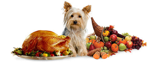 What Thanksgiving Foods Are Safe for My Pets?