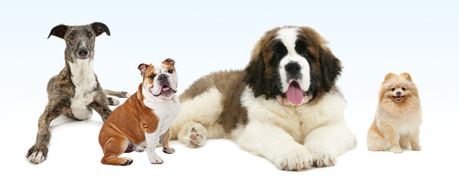 Finding The Right Dog For Your Family