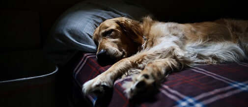 How to Eliminate Pet Odors in Your Home