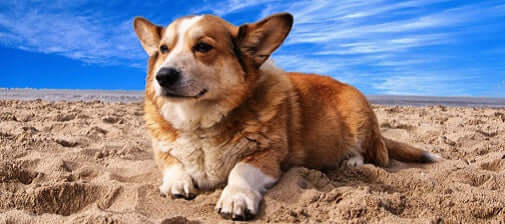 The Dangers of Pet Obesity