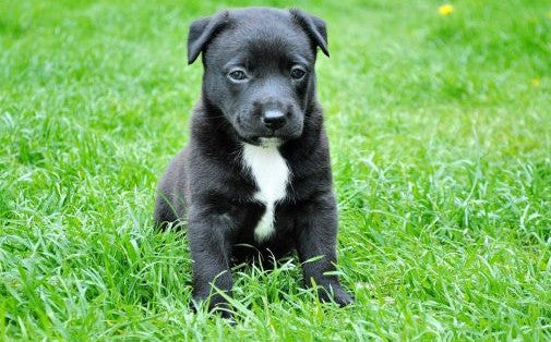 black and wite puppy