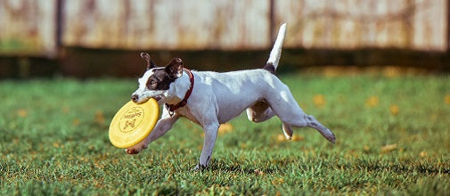How Much Exercise Does My Pet Need?