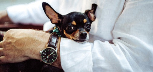 Why Fostering Pets Is So Important
