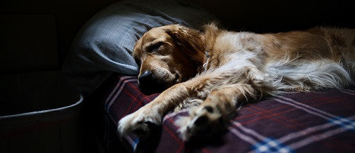 How to Eliminate Pet Odors in Your Home