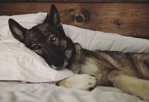 Pros and Cons of Sleeping with Pets in Your Bed