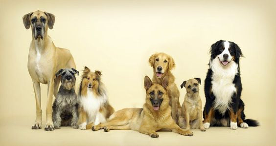 Common Myths about Adoptable Dogs