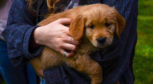 puppy being held