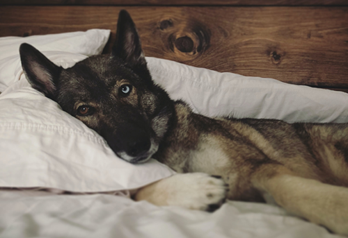 Pros and Cons of Sleeping with Pets in Your Bed
