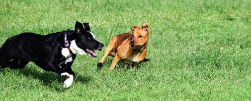 Ensuring Safety at Dog Parks