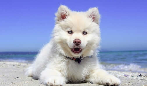 Is it Safe to Shave Your Dog?