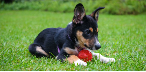 9 Benefits of Enrichment Toys for Pets