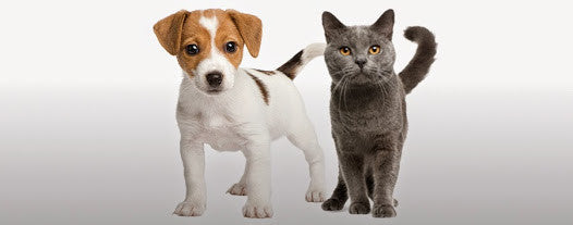 Pet House Candle Fundraising Opportunity for Rescues