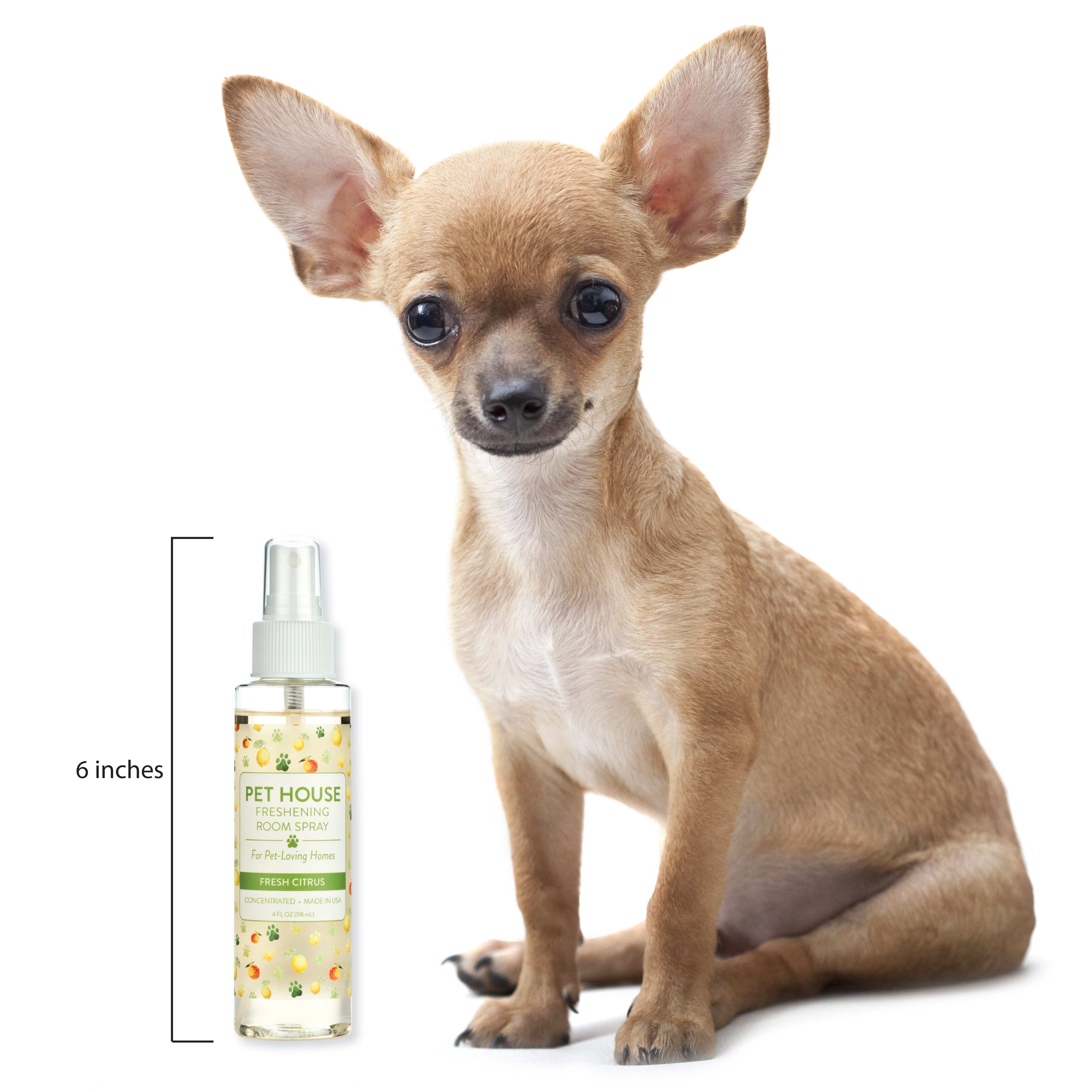 Fresh Citrus Room Spray size compared to a small dog